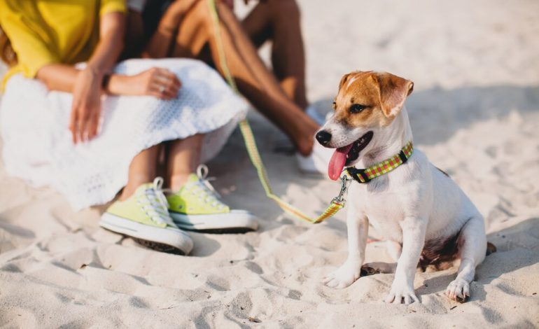  De férias com seu pet? o que você precisa?